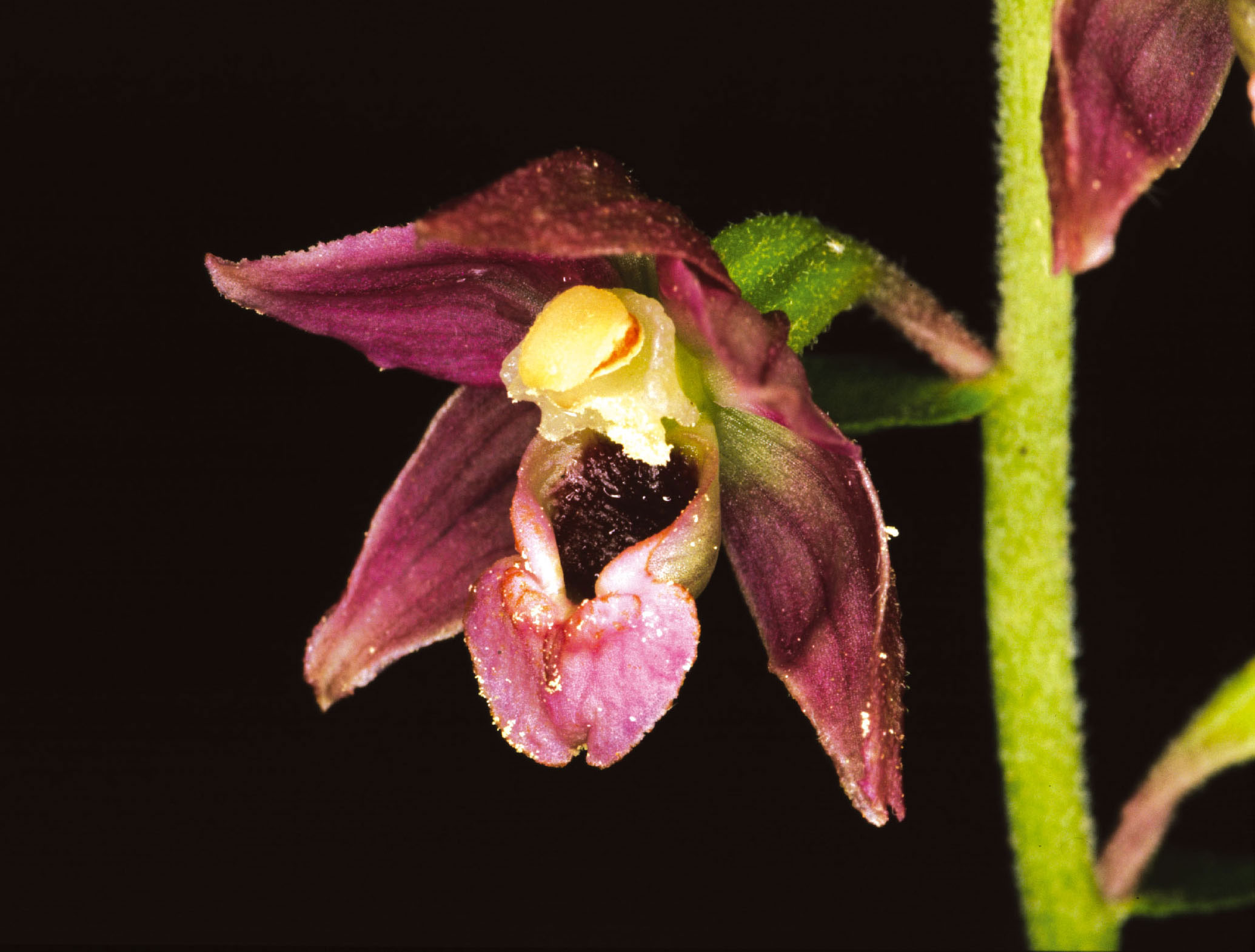 Epipactis helleborine  (L.) Crantz